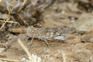 Oedipode aigue-marine, <i>Sphingonotus caerulans</i> (Linnaeus, 1767) © Jean-Pierre Malafosse - Parc national des Cévennes