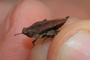 Tétrix forestier, <i>Tetrix undulata</i> (Sowerby, 1806) © Jean-Pierre Malafosse - Parc national des Cévennes