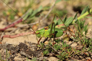 Barbitiste des bois,  <i>Barbitistes serricauda</i> (Fabricius, 1794) © Bruno Descaves - Parc national des Cévennes