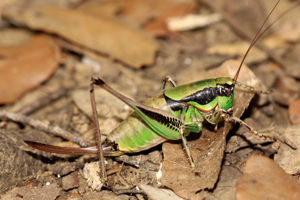 Decticelle splendide, <i>Eupholidoptera chabrieri</i> (Charpentier, 1825) © Bruno Descaves - Parc national des Cévennes