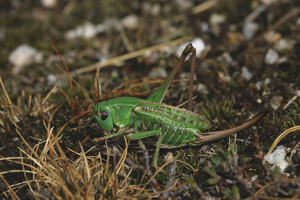 Dectique verrucivore, <i>Decticus verrucivorus verrucivorus</i> (Linnaeus, 1758) © Bruno Descaves - Parc national des Cévennes