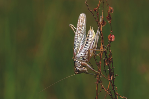 Dectique des brandes, <i>Gampsocleis glabra</i> (Herbst, 1786) © Bruno Descaves - Parc national des Cévennes