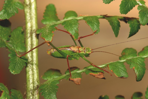 Leptophye ponctuée, <i>Leptophyes punctatissima</i> (Bosc, 1792) © Bruno Descaves - Parc national des Cévennes