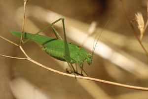 Phanéroptère méridional, <i>Phaneroptera nana</i> (Fieber, 1853) © Bruno Descaves - Parc national des Cévennes