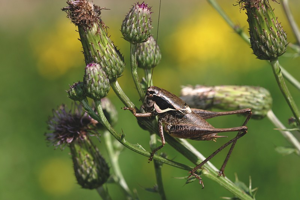 Decticelle des roselières , <i>Pholidoptera femorata</i> (Fieber, 1853) © Bruno Descaves - Parc national des Cévennes