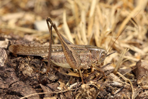 Decticelle intermédiaire, <i>Platycleis intermedia</i> (Audinet-Serville, 1838) © Bruno Descaves - Parc national des Cévennes