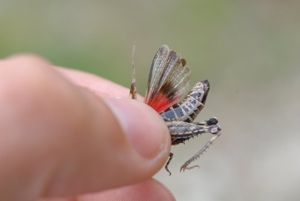 Acrotylus cfr fischeri (3102914029).jpg © Gilles San Martin from Namur, Belgium