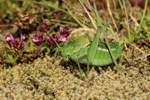 Barbitiste à bouclier, <i>Polysarcus scutatus</i> (Brunner von Wattenwyl, 1882) © Bruno Descaves - Parc national des Cévennes
