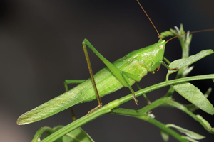 Conocéphale gracieux, <i>Ruspolia nitidula</i> (Scopoli, 1786) © Bruno Descaves - Parc national des Cévennes