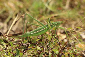 Magicienne dentelée, <i>Saga pedo</i> (Pallas, 1771) © Bruno Descaves - Parc national des Cévennes