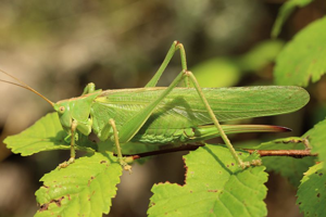 Grande Sauterelle verte, <i>Tettigonia viridissima</i> (Linnaeus, 1758) © Bruno Descaves - Parc national des Cévennes