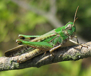 Aiolopus thalassinus.jpg © Commons
