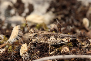 OEdipode grenadine, <i>Acrotylus insubricus</i> (Scopoli, 1786) © Bruno Descaves - Parc national des Cévennes
