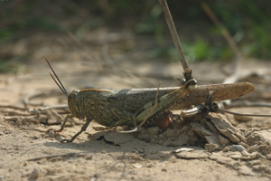 Criquet égyptien, <i>Anacridium aegyptium</i> (Linnaeus, 1764) © Bruno Descaves - Parc national des Cévennes