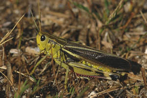 Arcyptère bariolée, <i>Arcyptera fusca</i> (Pallas, 1773) © Bruno Descaves - Parc national des Cévennes