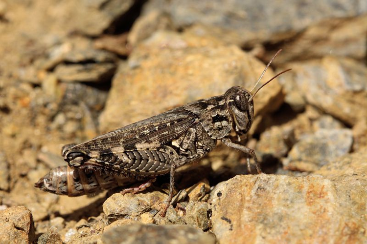 Caloptène ochracé, <i>Calliptamus barbarus</i> (O.G. Costa, 1836) &copy; Bruno Descaves - Parc national des Cévennes