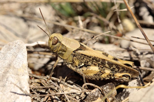 Caloptène italien, <i>Calliptamus italicus</i> (Linnaeus, 1758) © Bruno Descaves - Parc national des Cévennes