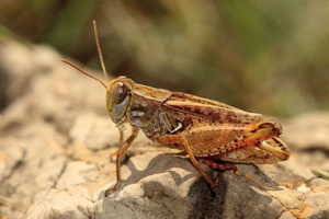Caloptène occitan, <i>Calliptamus wattenwylianus</i> (Pantel, 1896) © Bruno Descaves - Parc national des Cévennes