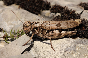 OEdipode cévenole, <i>Celes variabilis</i> (Pallas, 1771) © Bruno Descaves - Parc national des Cévennes
