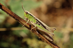 Criquet marginé, <i>Chorthippus albomarginatus</i> (De Geer, 1773) © Bruno Descaves - Parc national des Cévennes
