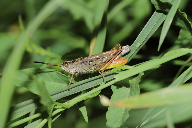 Criquet mélodieux, <i>Chorthippus biguttulus</i> (Linnaeus, 1758) © Jean-Pierre Malafosse - Parc national des Cévennes