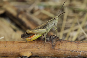 Criquet duettiste, <i>Chorthippus brunneus</i> (Thunberg, 1815) © Jean-Pierre Malafosse - Parc national des Cévennes