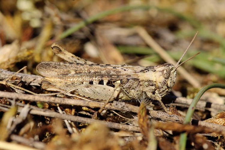 Criquet des jachères, <i>Chorthippus mollis</i> (Charpentier, 1825) © Bruno Descaves - Parc national des Cévennes
