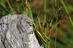 Criquet des clairières, <i>Chrysochraon dispar</i> (Germar, 1834) © Bruno Descaves - Parc national des Cévennes