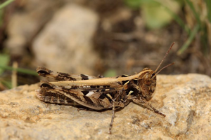 Criquet de Jago, <i>Dociostaurus jagoi occidentalis</i> (Soltani, 1978) © Bruno Descaves - Parc national des Cévennes