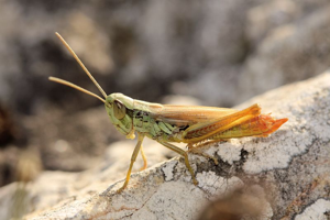Criquet des Bromes, <i>Euchorthippus declivus</i> (Brisout de Barneville, 1848) © Bruno Descaves - Parc national des Cévennes