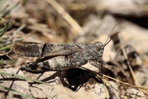 OEdipode rouge, <i>Oedipoda germanica</i> (Latreille, 1804) © Bruno Descaves - Parc national des Cévennes