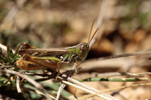 Criquet des friches, <i>Omocestus petraeus</i> (Brisout de Barneville, 1856) © Bruno Descaves - Parc national des Cévennes