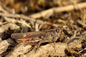 Criquet des garrigues, <i>Omocestus raymondi</i> (Yersin, 1863) © Bruno Descaves - Parc national des Cévennes