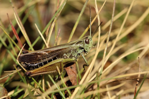 Criquet verdelet, <i>Omocestus viridulus</i> (Linnaeus, 1758) © Bruno Descaves - Parc national des Cévennes