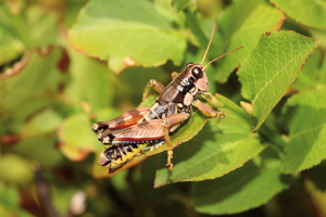 Criquet marcheur, <i>Podisma pedestris</i> (Linnaeus, 1758) © Bruno Descaves - Parc national des Cévennes