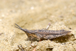Pyrgomorpha conica.jpg © Gilles San Martin