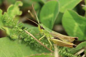 Criquet des pâtures, <i>Pseudochorthippus parallelus parallelus</i> (Zetterstedt, 1821) © Bruno Descaves - Parc national des Cévennes