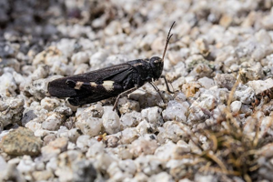 OEdipode stridulante, <i>Psophus stridulus (Linnaeus, 1758)</i> © Gaël Karczewski - Parc national des Cévennes