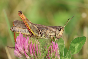 Criquet jacasseur, <i>Stauroderus scalaris</i> (Fischer von Waldheim, 1846) © Bruno Descaves - Parc national des Cévennes