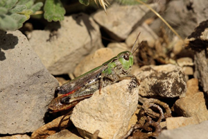Sténobothre occitan, <i>Stenobothrus festivus</i> (Bolívar, 1887) © Bruno Descaves - Parc national des Cévennes
