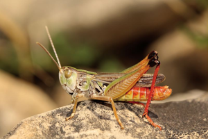 Sténobothre cigalin, <i>Stenobothrus fischeri</i> (Eversmann, 1848) © Bruno Descaves - Parc national des Cévennes