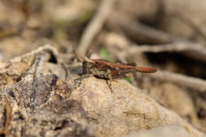 Tétrix des vasières, <i>Tetrix ceperoi</i> (Bolívar, 1887) © Bruno Descaves - Parc national des Cévennes