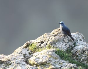 Monticola solitarius © Régis Descamps