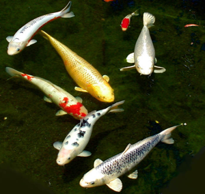 Six koi.jpg © User:Stan Shebs