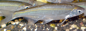 AlburnusAlburnus1.JPG © Piet Spaans