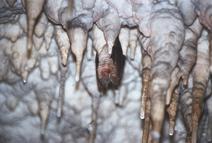Rhinolope euryale © Jean-Pierre Malafosse - Parc national des Cévennes