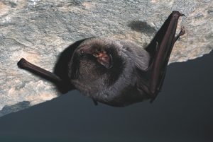 Minioptère de Schreibers © Jean-Pierre Malafosse - Parc national des Cévennes