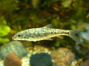 Barbus Barbus (juvenile).JPG © Sven.petersen