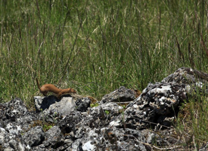Belette d'Europe © Régis Descamps - Parc national des Cévennes
