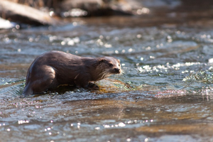 Loutre d'Europe © Jean-Pierre Malafosse - Parc national des Cévennes